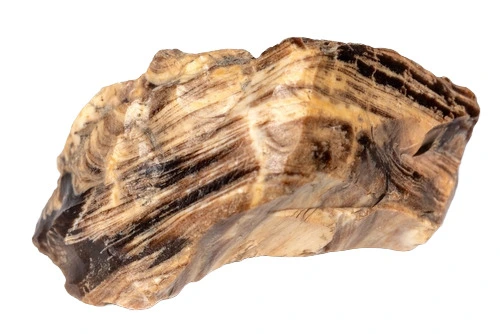 Bois Fossilise